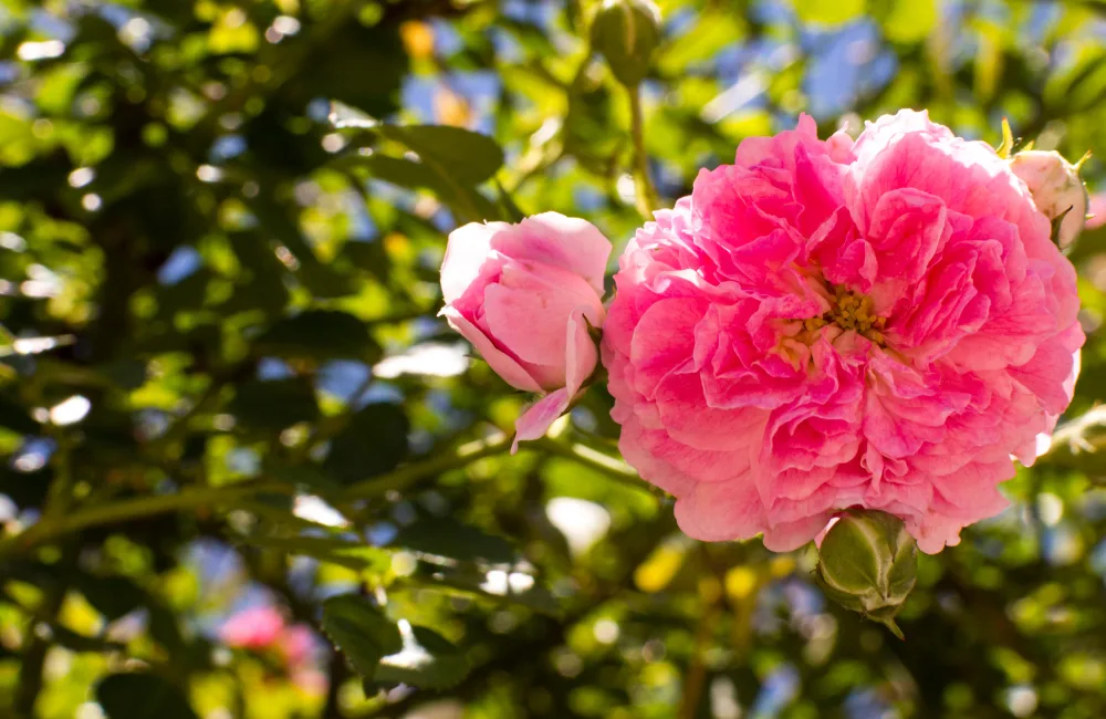 comment planter une pivoine