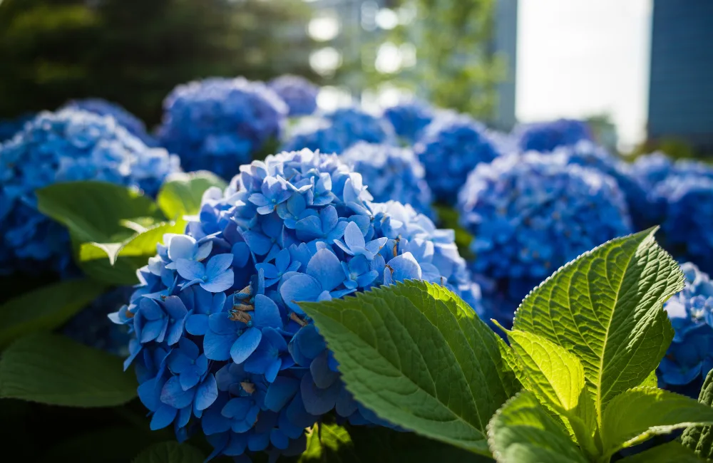 hortensia ombre ou soleil