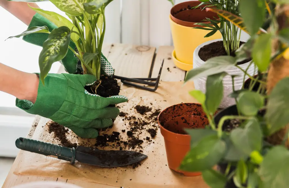 produits naturel jardinage plantes