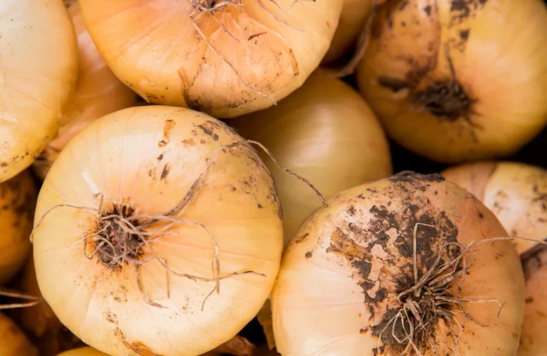 quand planter les oignons jaunes