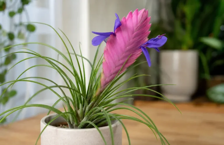 culture Tillandsia bleu