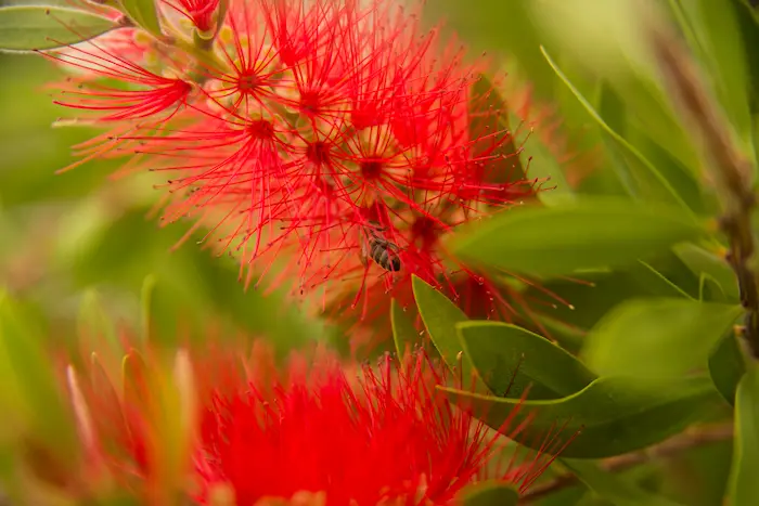 feuilles rouges callistemon