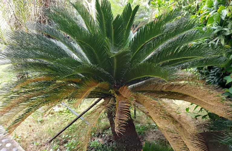 feuilles jaunes cycas après du gel