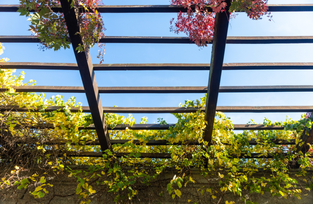 toit pergola couverture plantes grimpantes