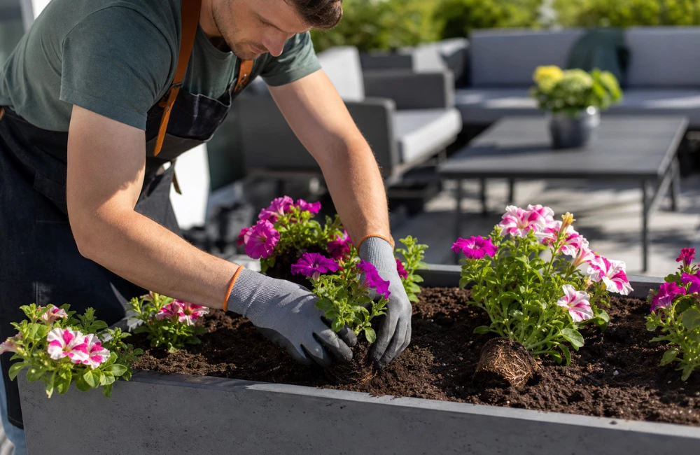 planter des surfinias dans une jardinière