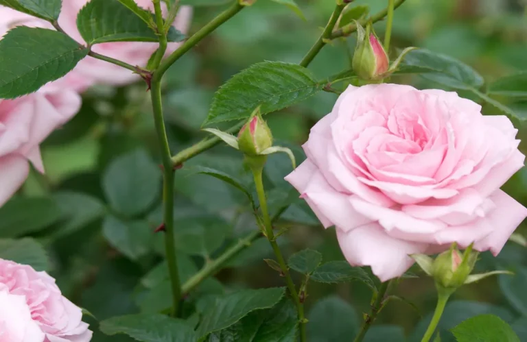 variétés rosier inerme sans épinés