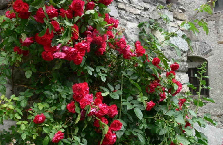 espèces rosier grimpant