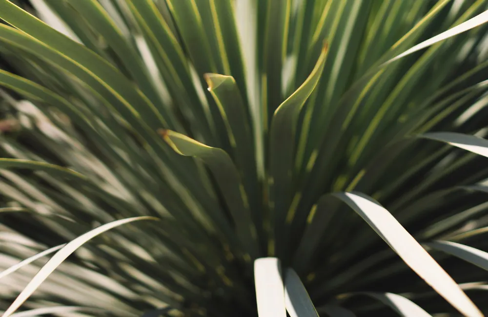 tailler un yucca rostrata