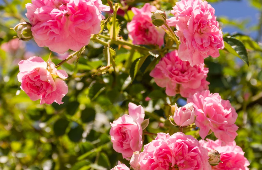 variété rosier grimpant
