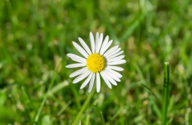 desherbant naturel paquerette