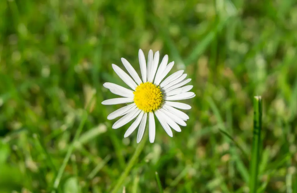 desherbant naturel paquerette