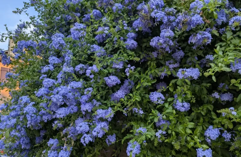 planter un plumbago du cap