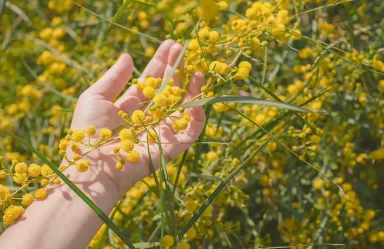 bouturage mimosa
