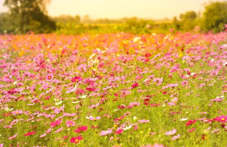 créer une prairie fleurie