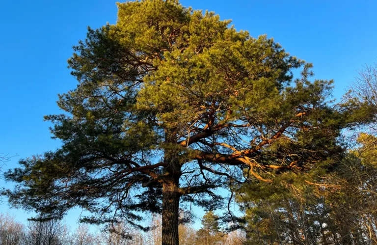 eteter un cèdre