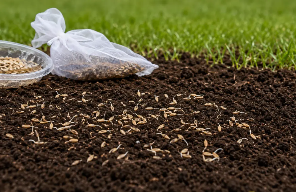 prégermination graines gazon