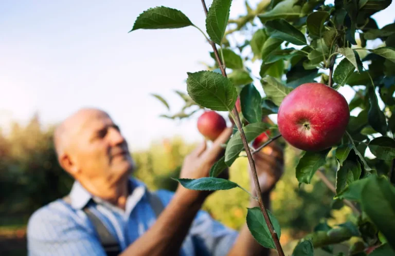 tailler un vieux pommier