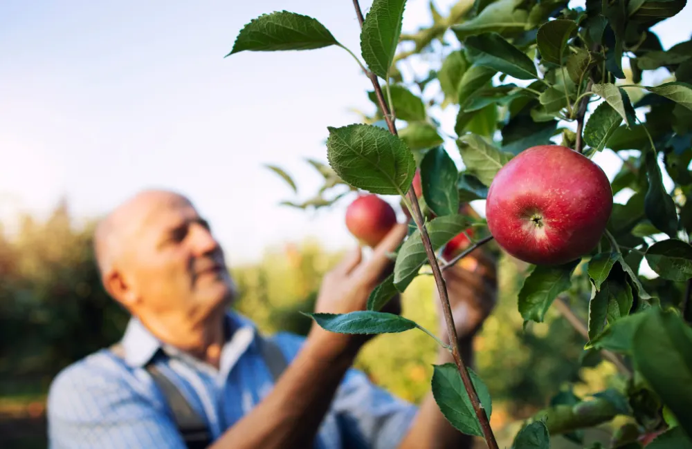 tailler un vieux pommier